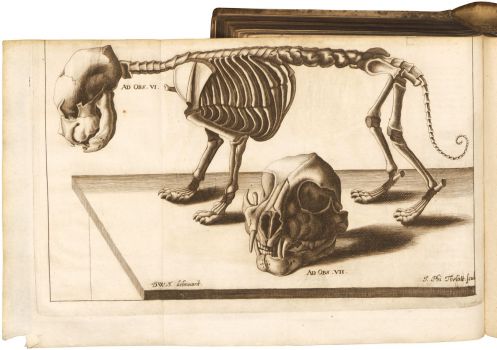 Laurentius Wolfstrigel,&nbsp;Anatome leonum splanchnologice, myologice et osteologice exhibita
